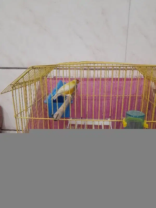 فنچ گلدین ماده مست اماده|پرنده|اشتهارد, |دیوار