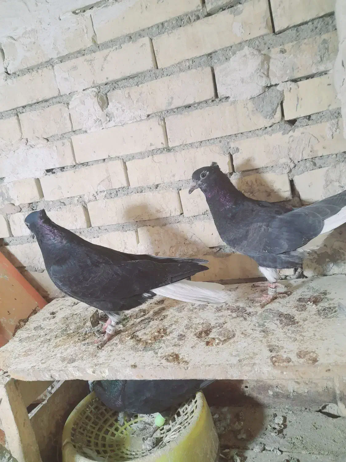 جفت دم سفید|پرنده|رامشیر, |دیوار