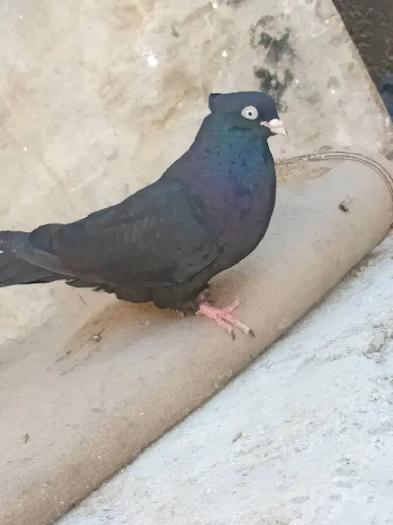 کبوتر امیدیه|پرنده|امیدیه, |دیوار