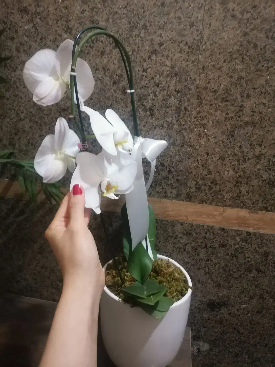 گل ارکیده|گل و گیاه طبیعی|رشت, معلم|دیوار