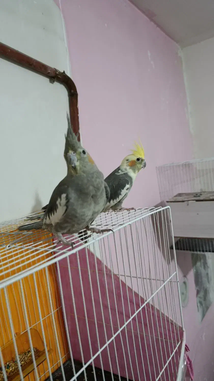 عروس هلندی فول دستی بالغ|پرنده|مشهد, شهرک شیرین|دیوار