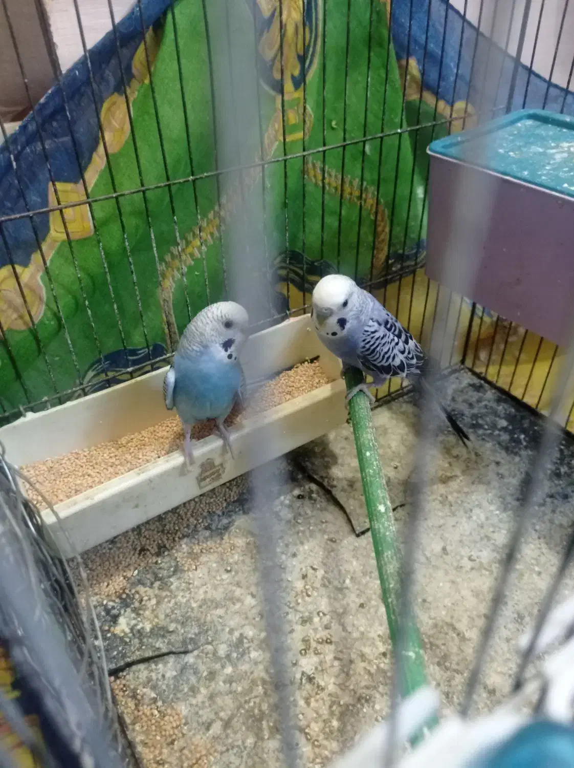 کوتوله مولد با چهارتخم مرغ عشق کمیاب بنفش فنچ|پرنده|تبریز, |دیوار