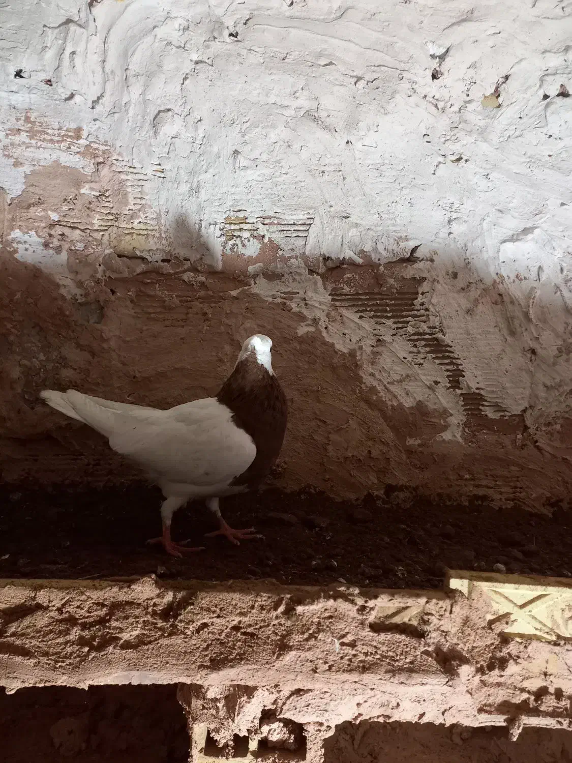 کفتر|پرنده|سبزوار, قصبه اب یمین|دیوار