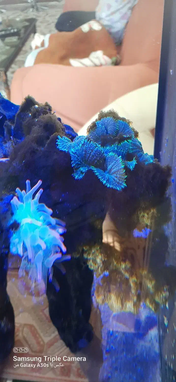 اکواریوم ابشور|ماهی|سهند, |دیوار