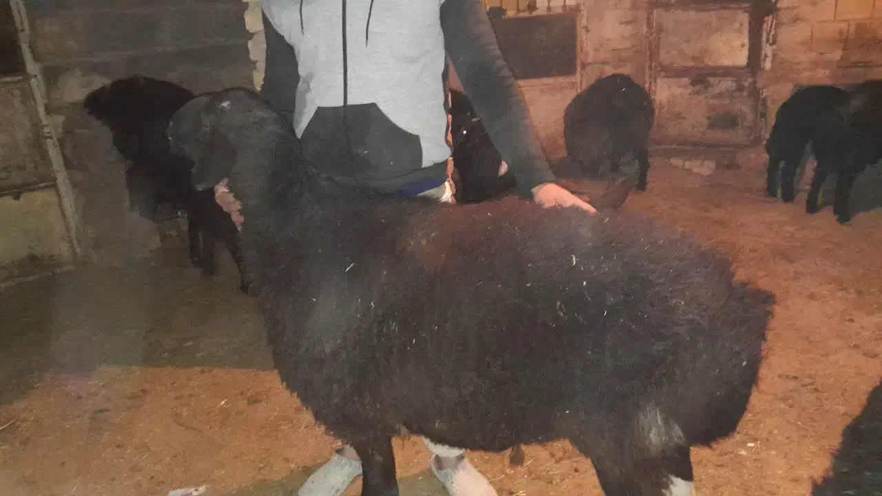 شیشک قوچ دورگ چینی|حیوانات مزرعه|آشتیان, |دیوار