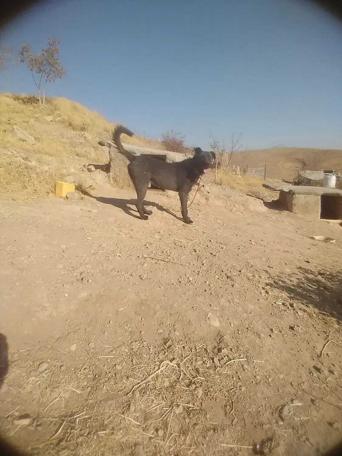 یک سگ خوب و باهوش برای نگهبانی|سگ|سلطانیه, |دیوار