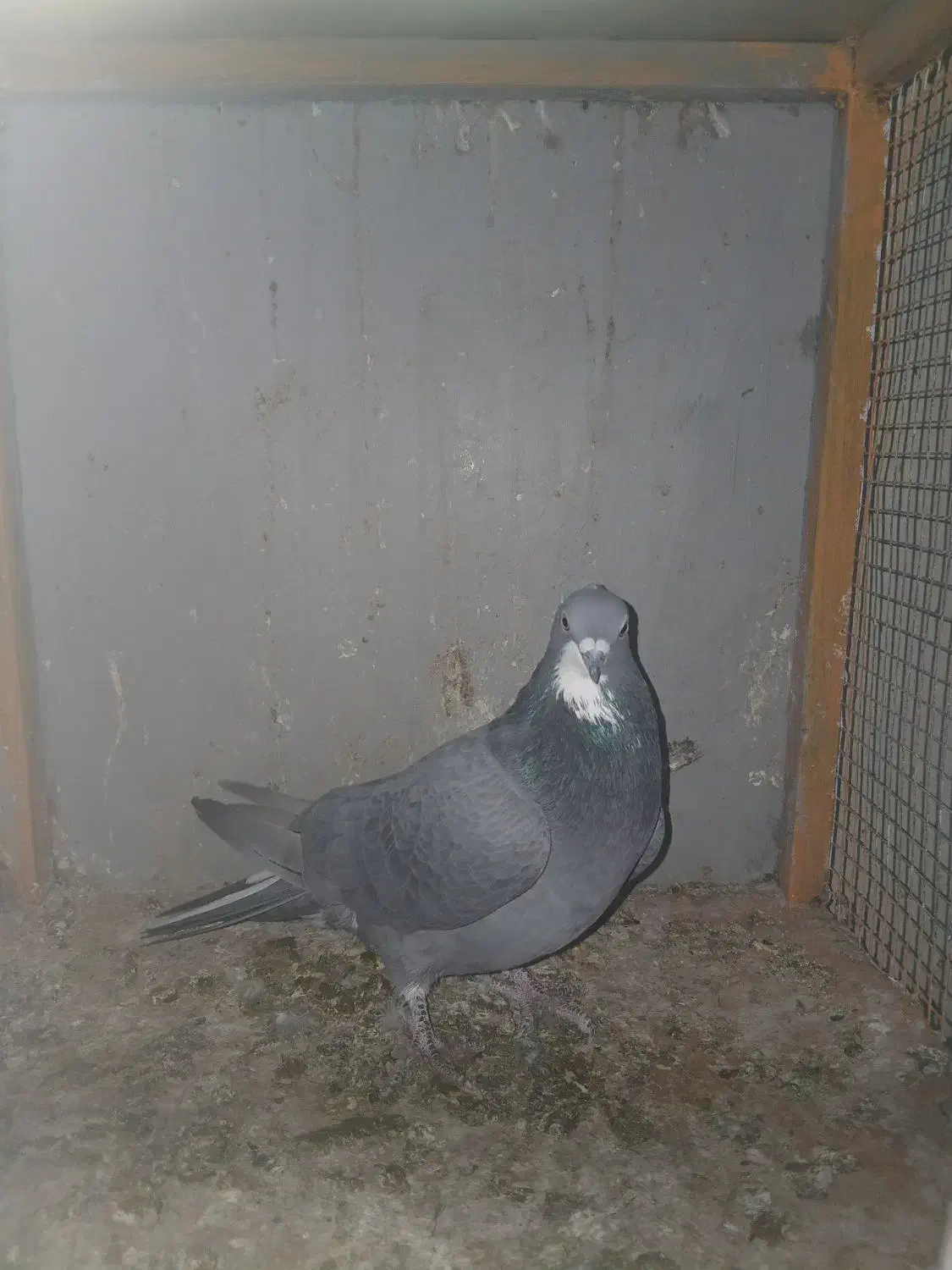 کبوتر|پرنده|اصفهان, الهیه|دیوار