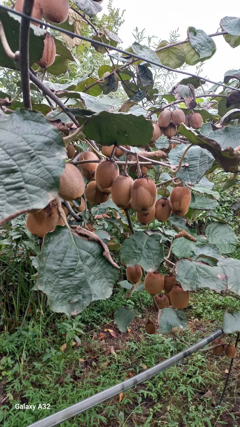 فروش کیوی|عمده‌فروشی|کومله, |دیوار