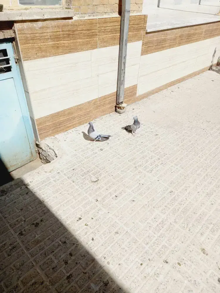 کبوتر گچی|پرنده|شهرکرد, |دیوار