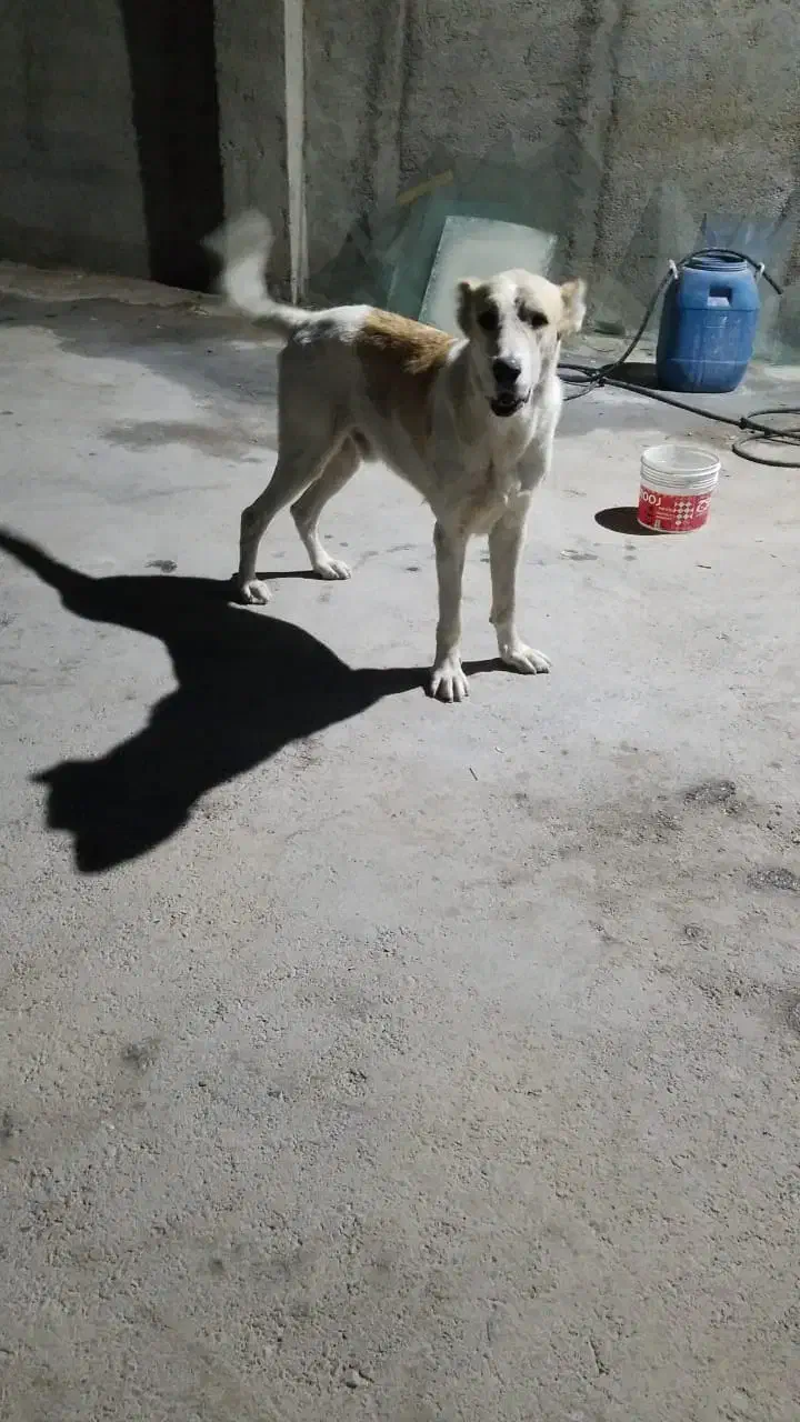 سگ دورگ آلابای عراقی سرابی واکذاری|سگ|ماهدشت, |دیوار