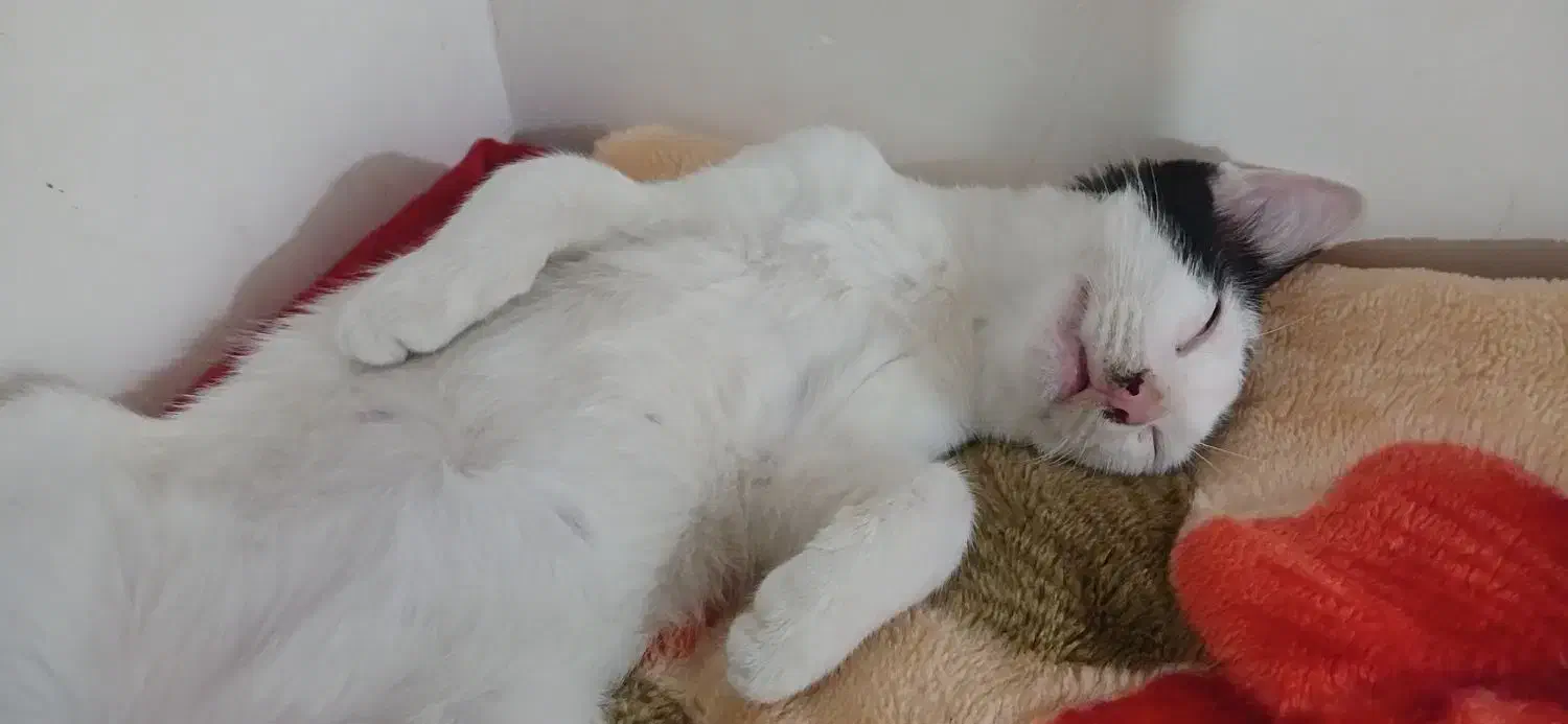 گربه سفید و مشکی|گربه|گالیکش, |دیوار