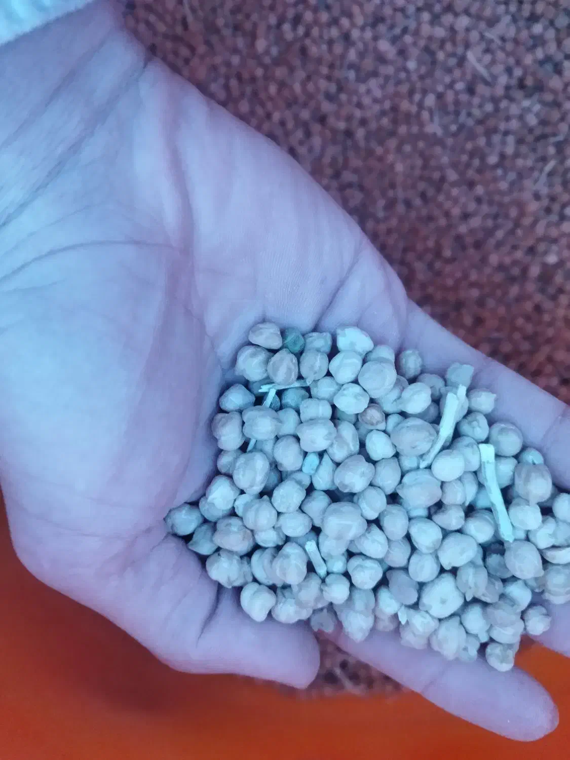 نخود|خوردنی و آشامیدنی|بیجار, |دیوار