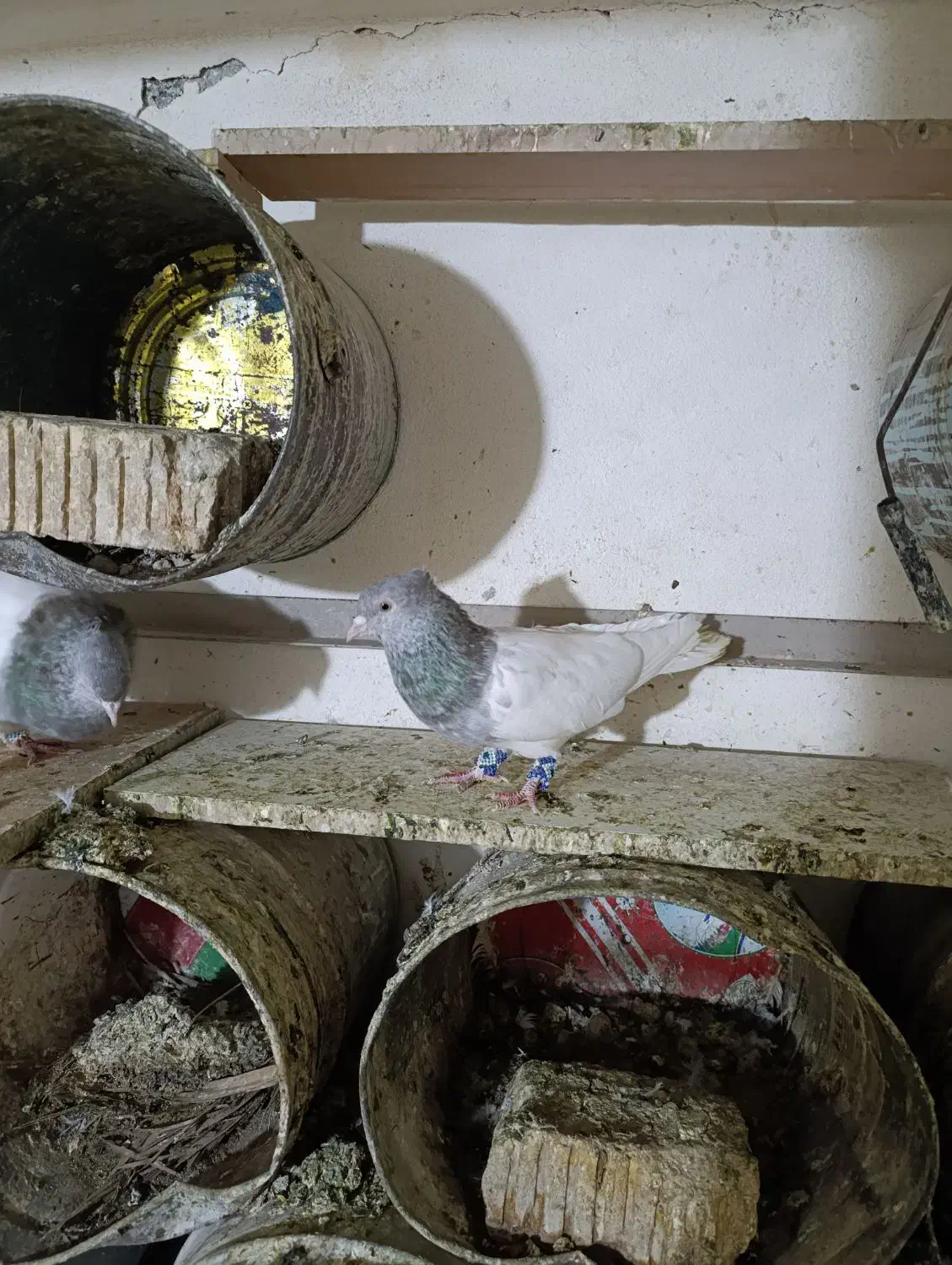 کفتر کله الماسی|پرنده|قیروکارزین, |دیوار