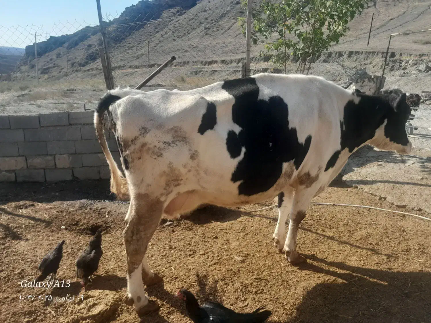 گاو شیری|حیوانات مزرعه|بجنورد, |دیوار