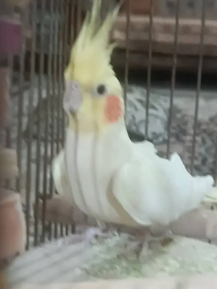 عروس هلندی زیبا و سالم|پرنده|فردیس, فردیس|دیوار