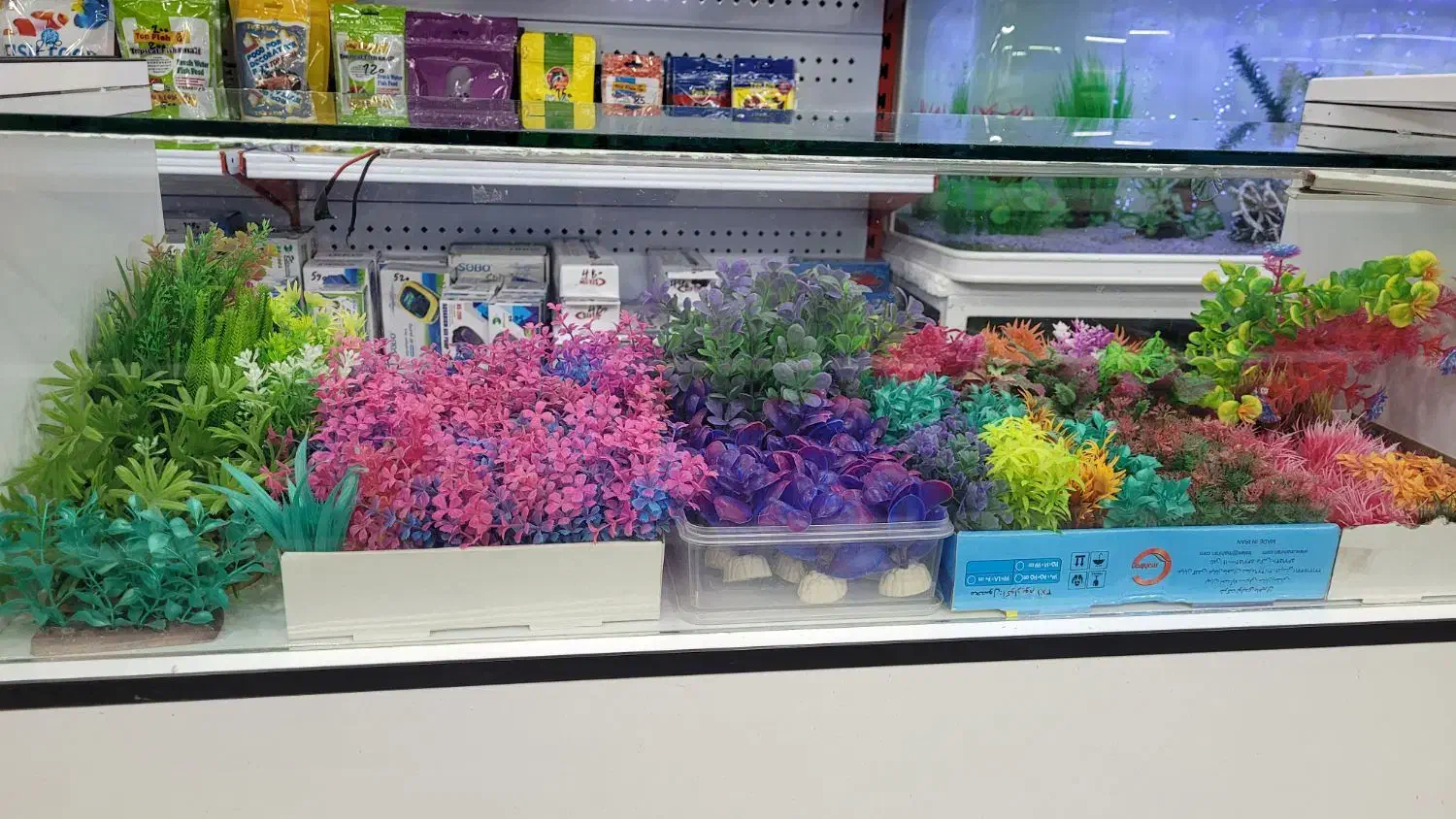 گیاه آکواریوم|ماهی|شیراز, آبیاری|دیوار