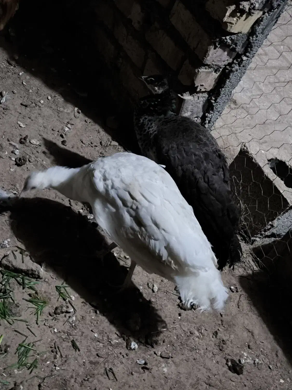 جوجه طاووس|پرنده|مشهد, کوثر|دیوار