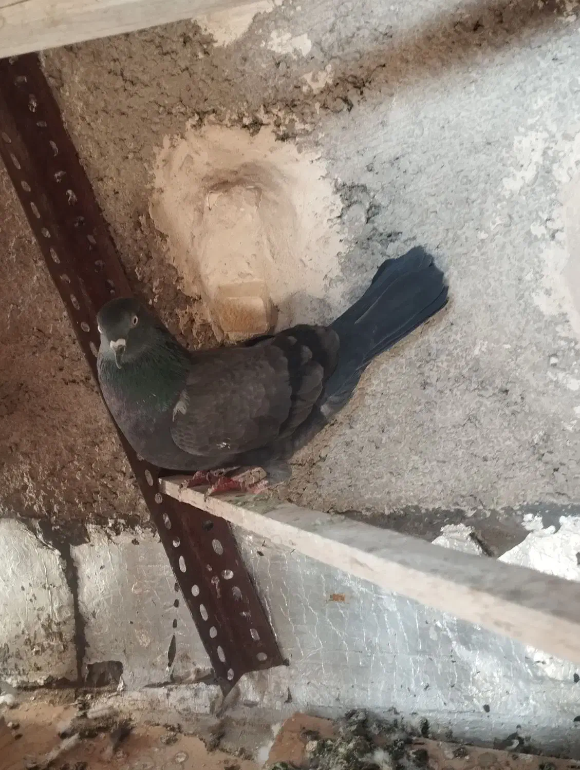 کفتر ماده|پرنده|مرودشت, بیست متری بیمارستان|دیوار