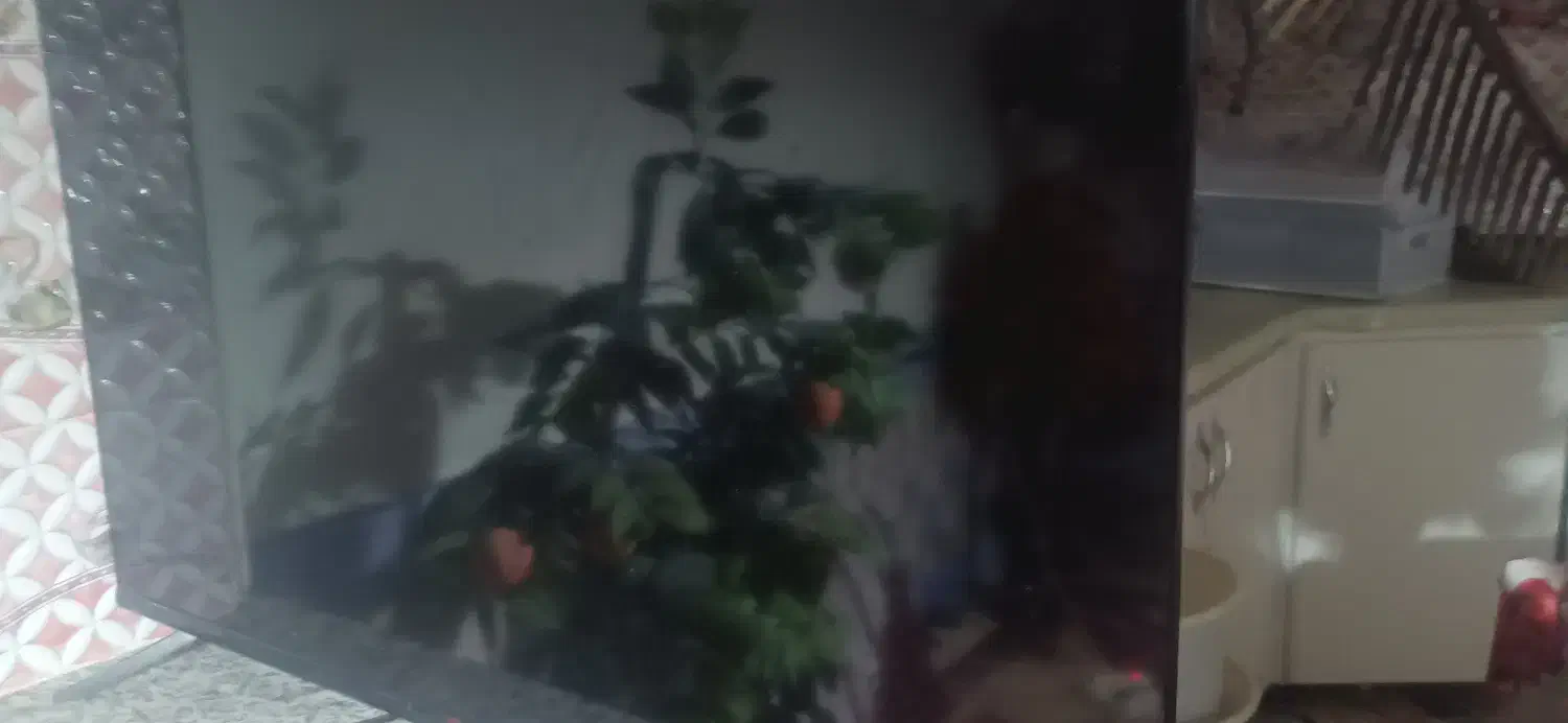 تلوزیون آپلاس 43نیازمند السیدی|تلویزیون و پروژکتور|مود, |دیوار