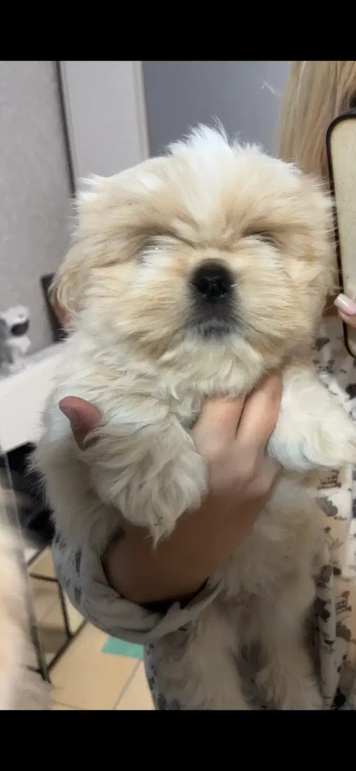 شیتزو سفید عروسکی|سگ|قزوین, |دیوار