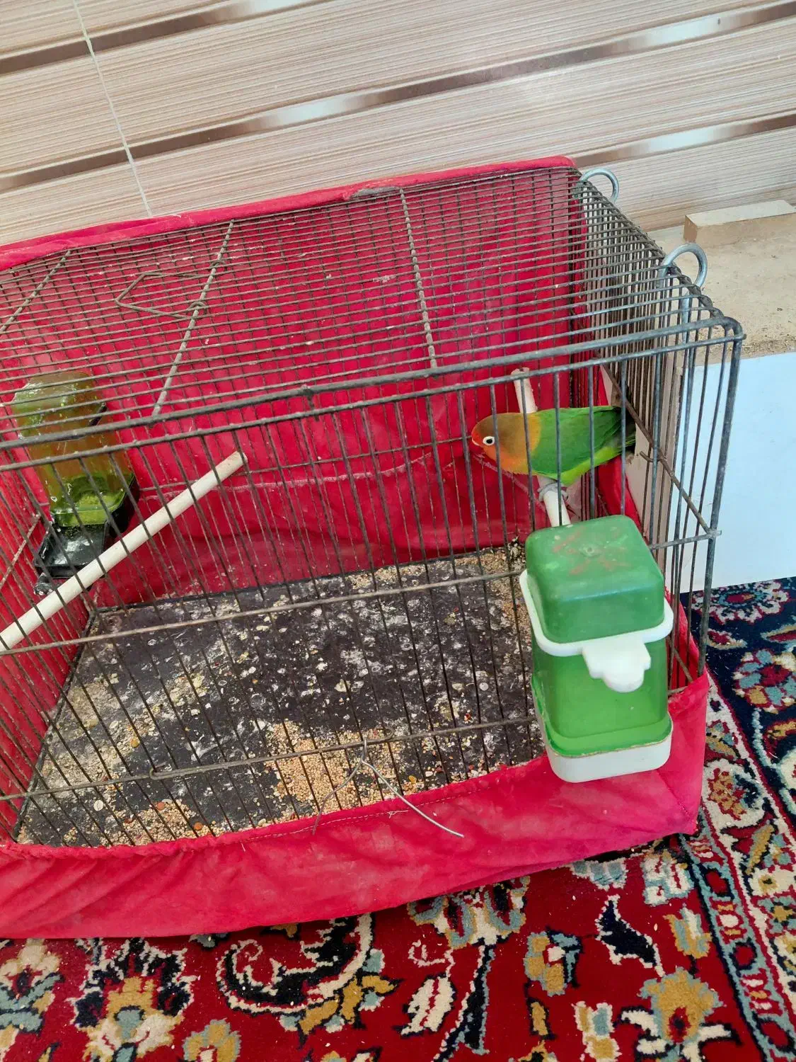 کوتوله نر|پرنده|درمیان, |دیوار