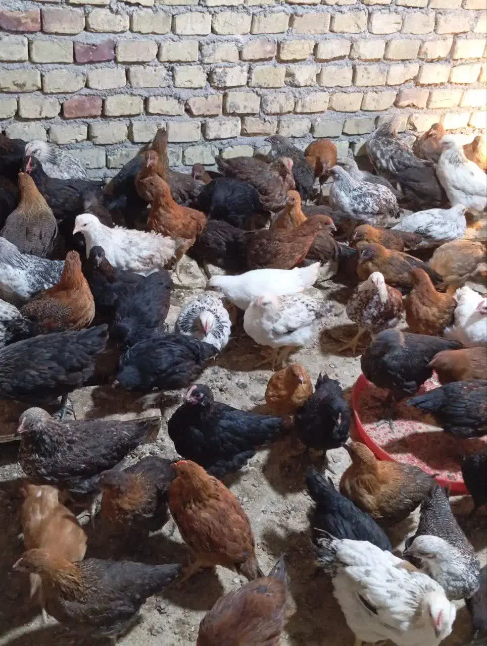 حراج فوری نیمچه مرغ|حیوانات مزرعه|مهریز, |دیوار