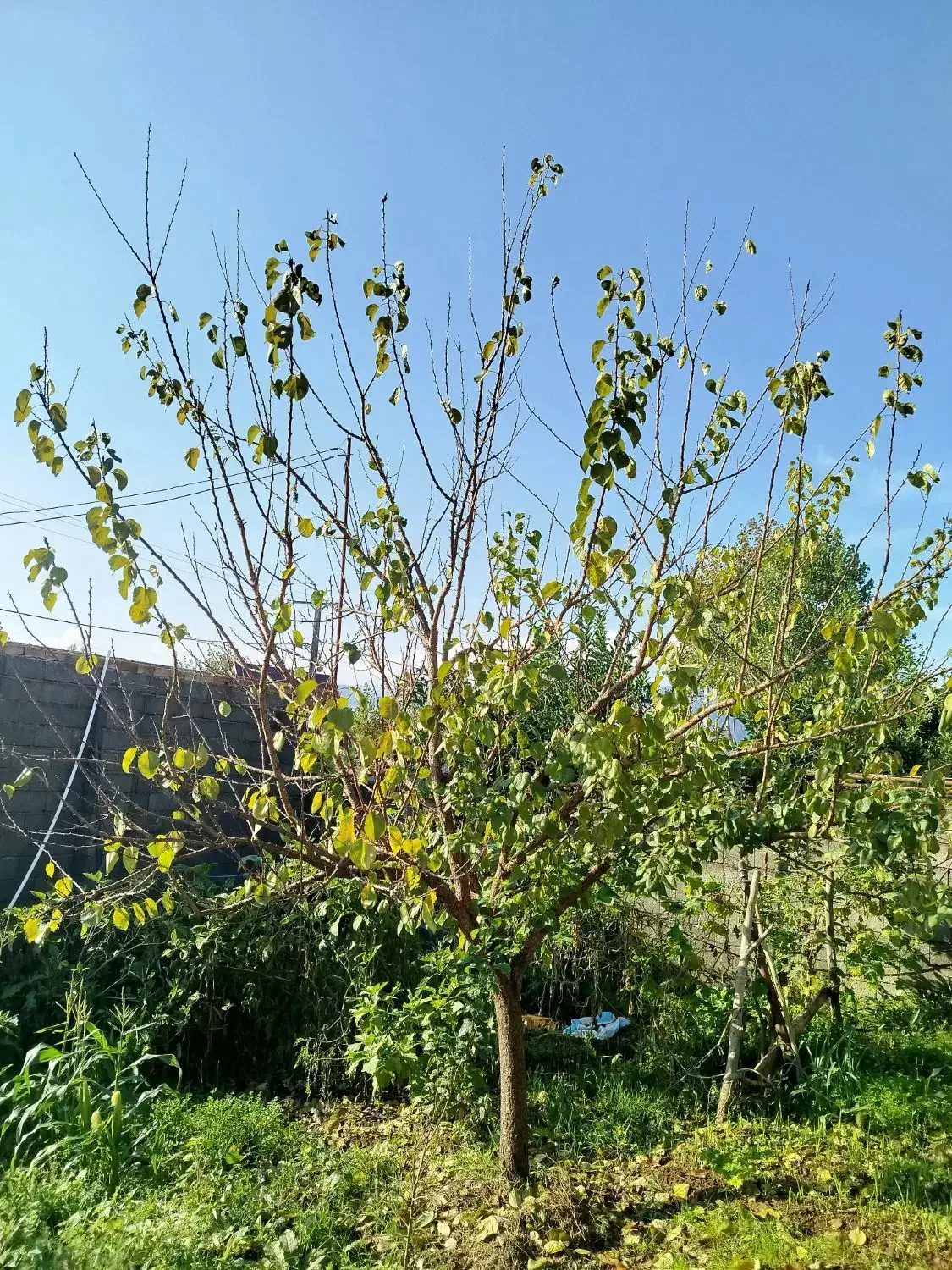 نهال زرد آلو 6ساله|گل و گیاه طبیعی|اسالم, |دیوار