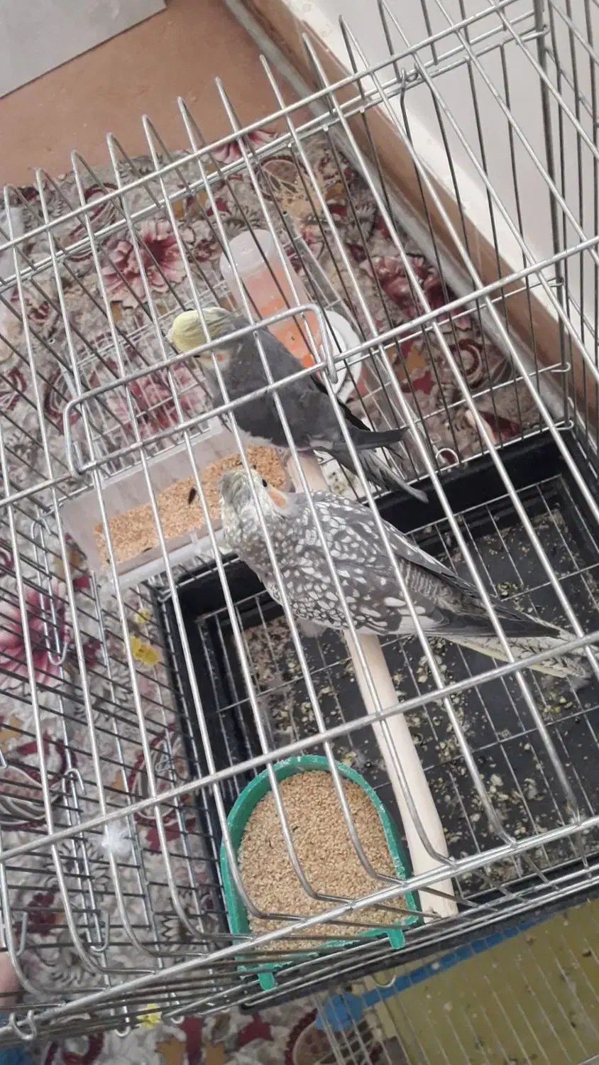 عروس هلندی|پرنده|عجب شیر, |دیوار