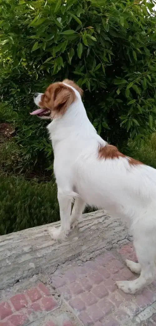 سگ خانگی|سگ|شیراز, معالی‌آباد|دیوار