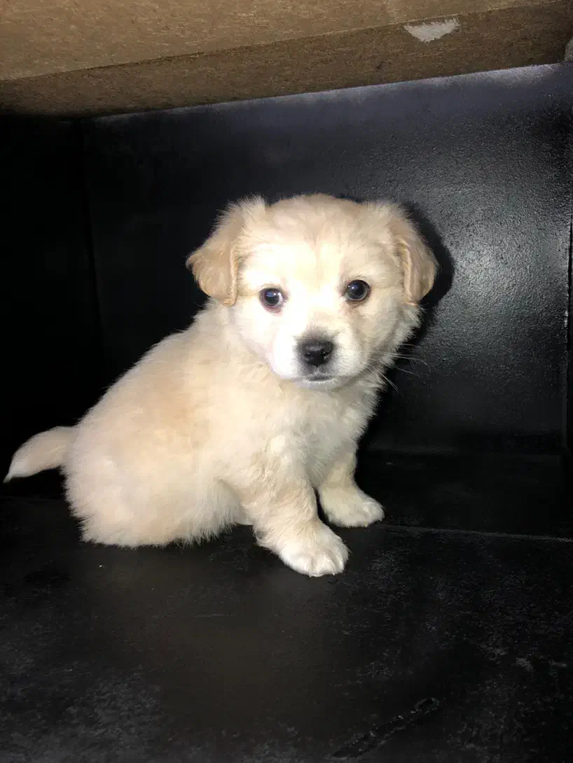 سگ جیبی شیتزو فلت|سگ|تربت جام, شاد|دیوار