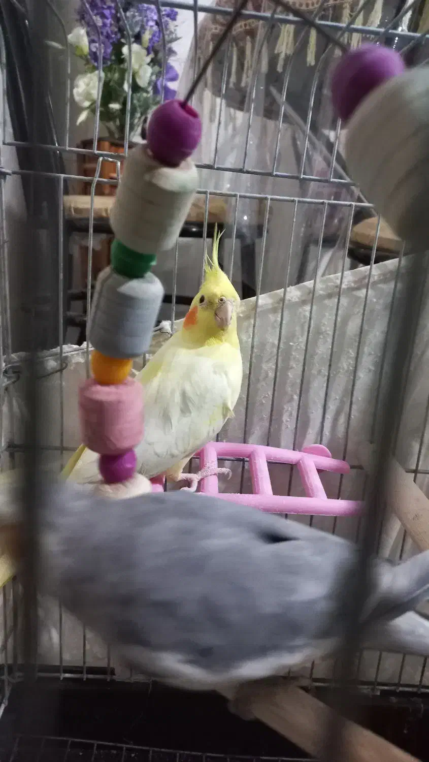 فروش عروس هلندی|پرنده|پاکدشت, پارچین|دیوار