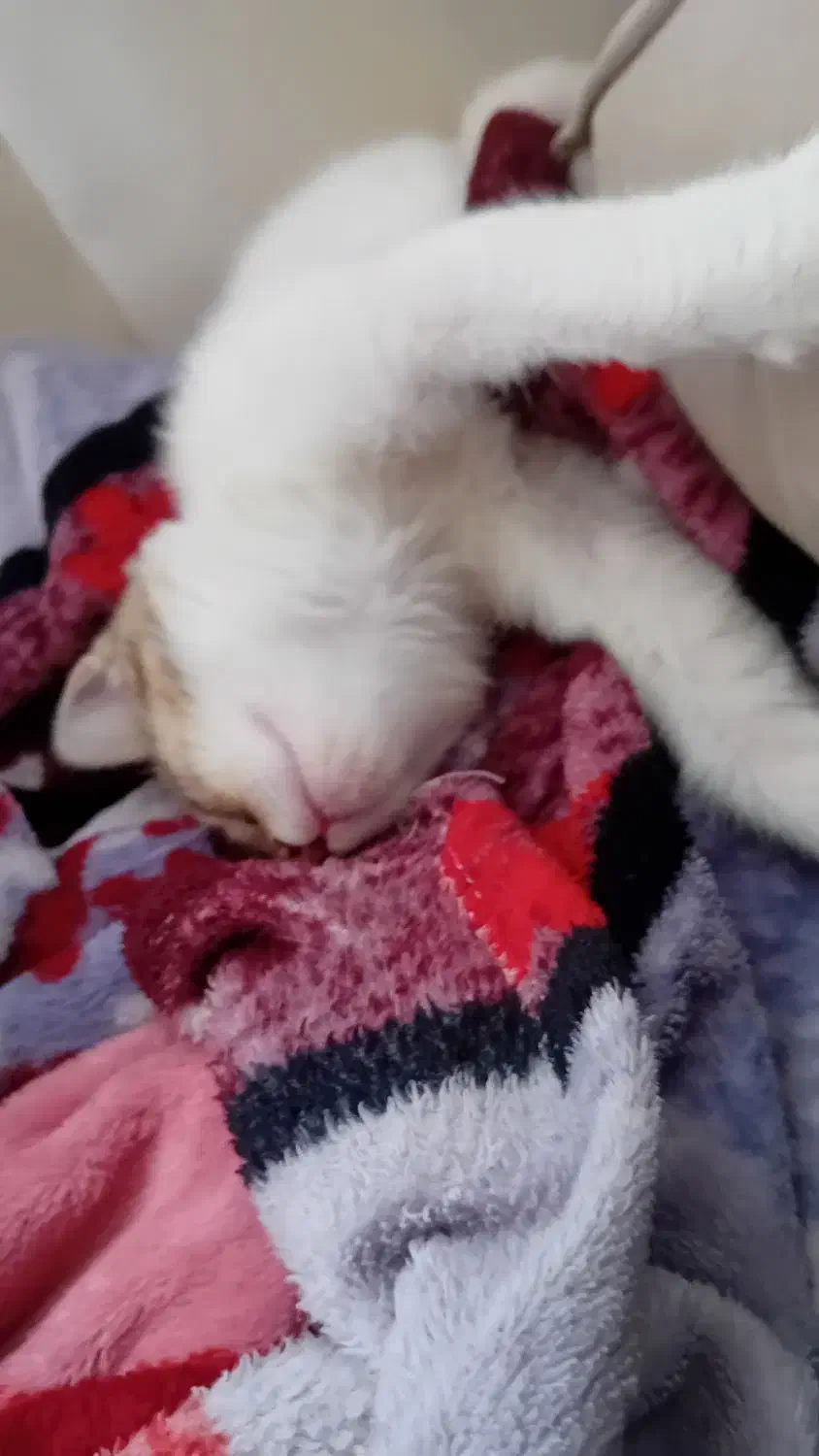 واگذاری رایگان|گربه|ارومیه, |دیوار