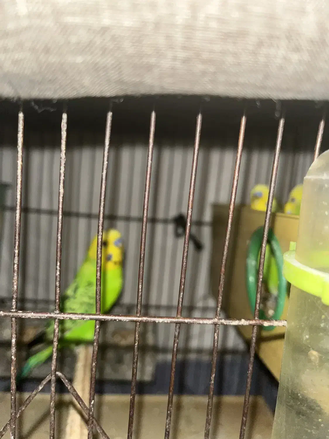 مرغ عشق|پرنده|تهران, ائمه اطهار|دیوار