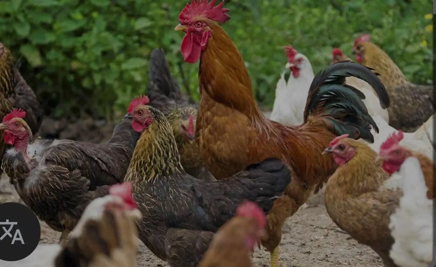 یه عدد مرغ گرفتم|حیوانات|لنگرود, |دیوار