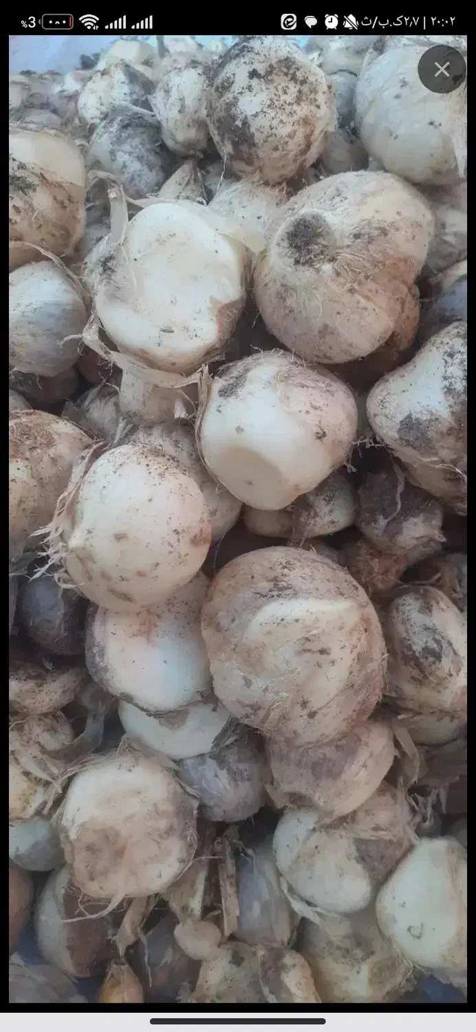 موسیر درجه یک|خوردنی و آشامیدنی|مبارکه, |دیوار