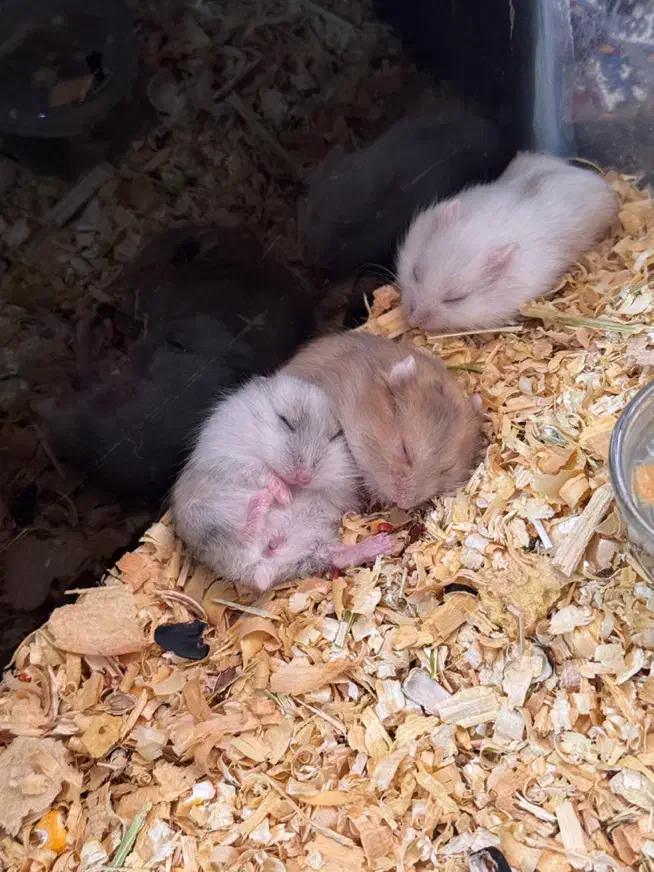 همستر کمپل ۲۰ روزه (مینیاتوری)|موش و خرگوش|اصفهان, بهارستان|دیوار