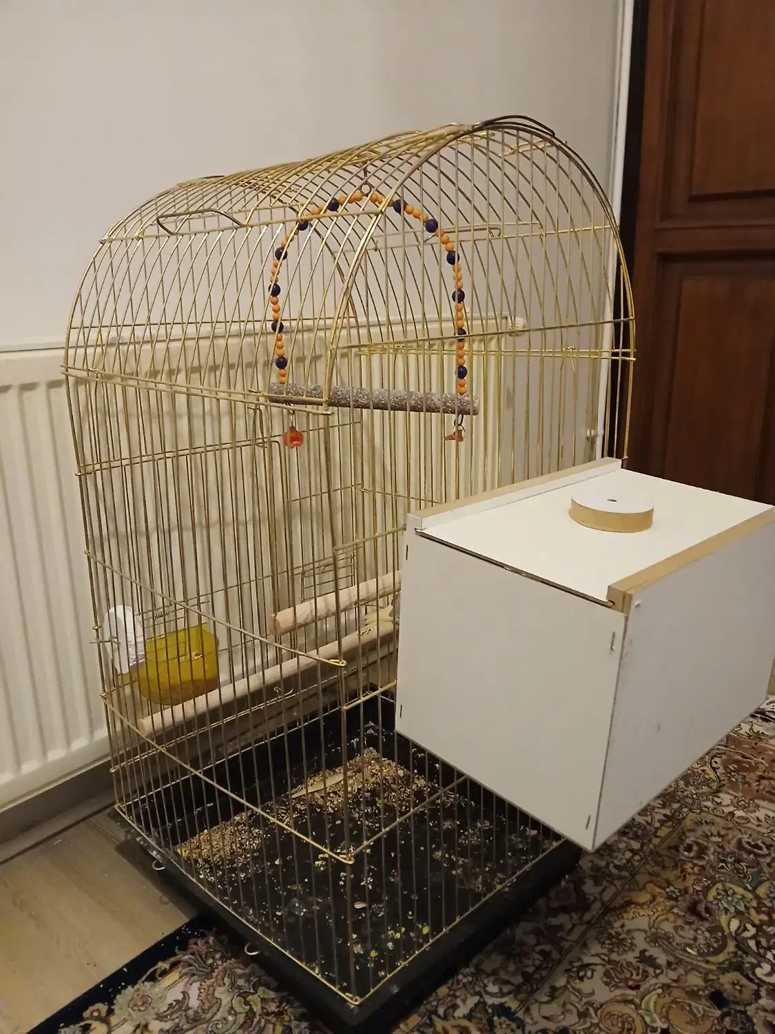 عروس طوطی|پرنده|تبریز, |دیوار