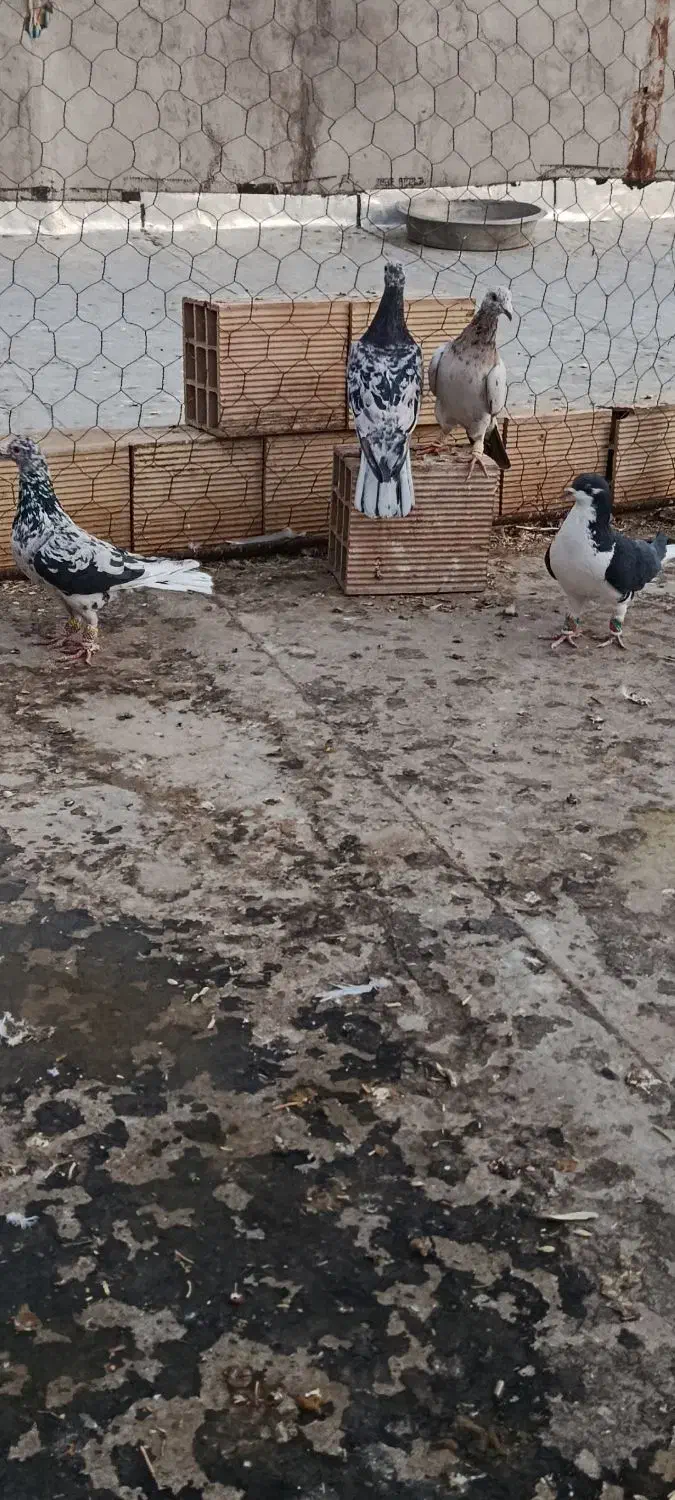 کفتر هفرنگ خطی|پرنده|شال, |دیوار