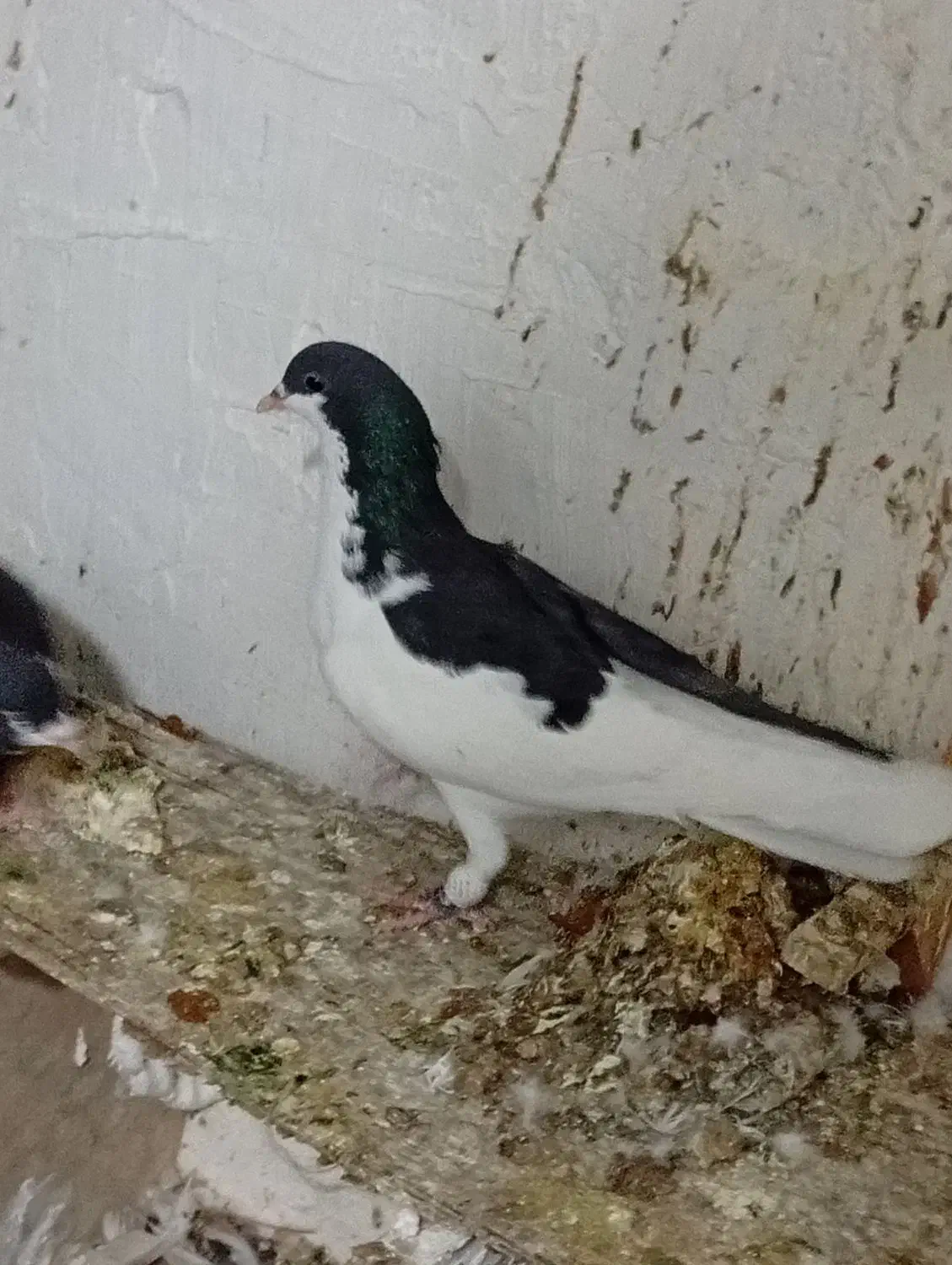 کبوتر|پرنده|وحدتیه, |دیوار