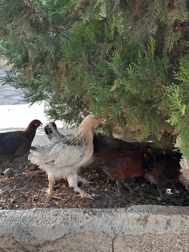 نیمچه برهما|حیوانات مزرعه|اصفهان, جلفا|دیوار