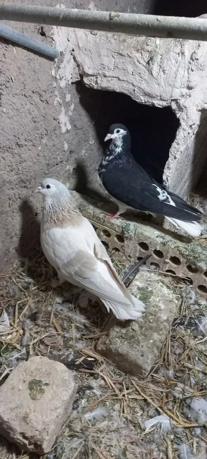 یک جفت کبوتر صده|پرنده|سبزوار, سجاد|دیوار