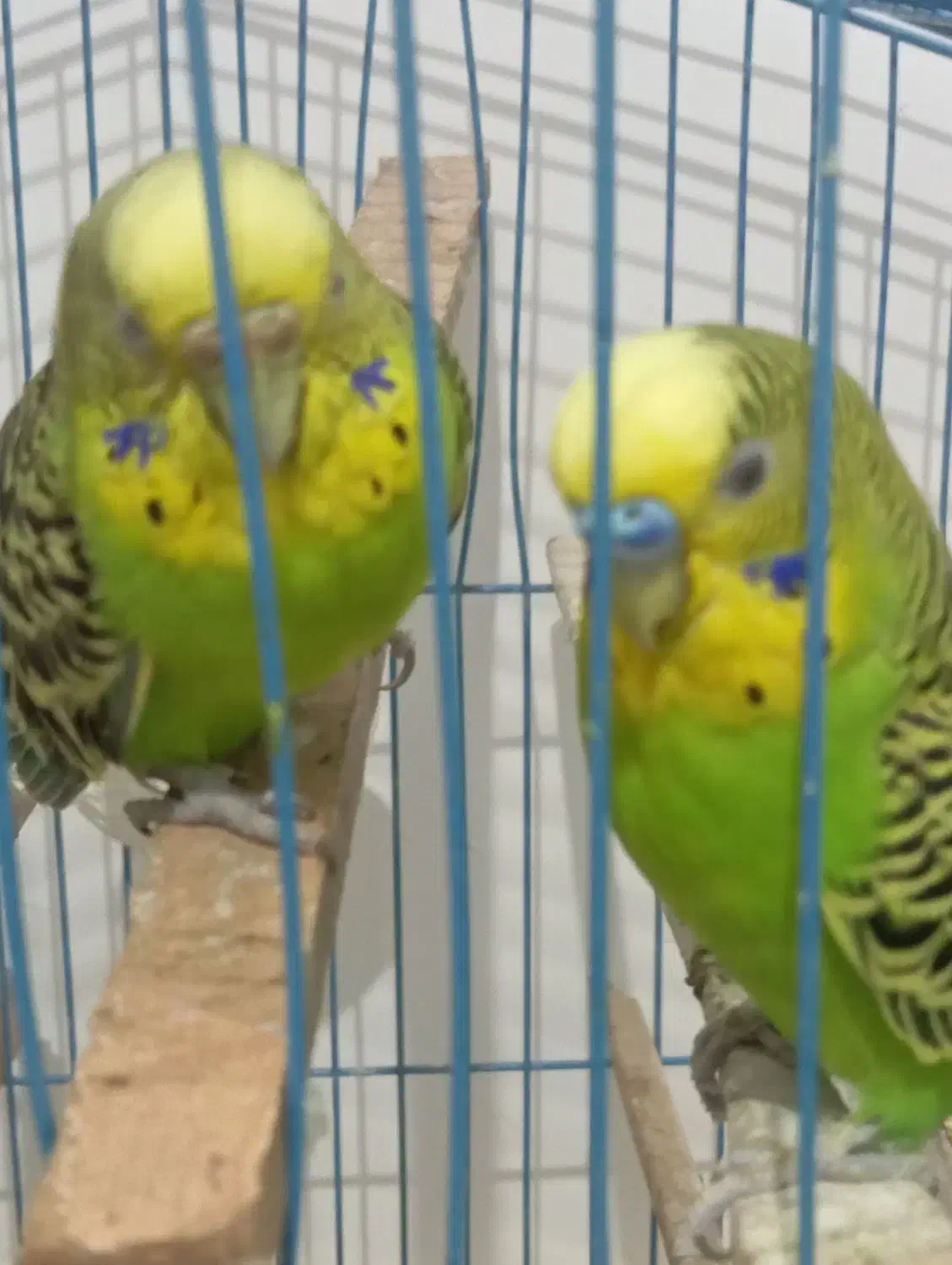 مرغ عشق سرحال|پرنده|سردشت, |دیوار