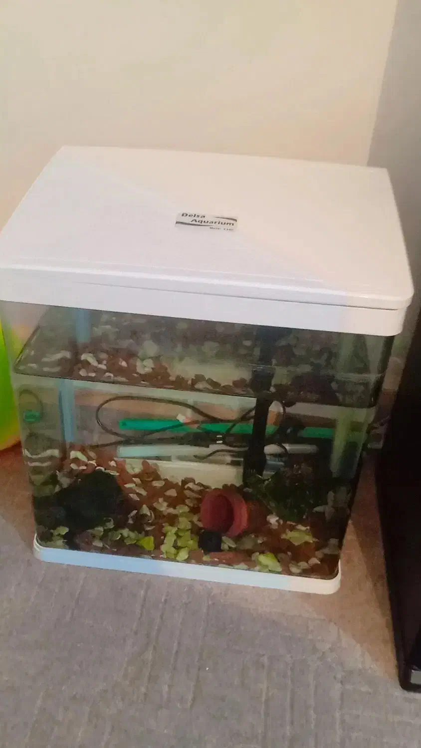 آکواریوم|ماهی|پیرانشهر, |دیوار