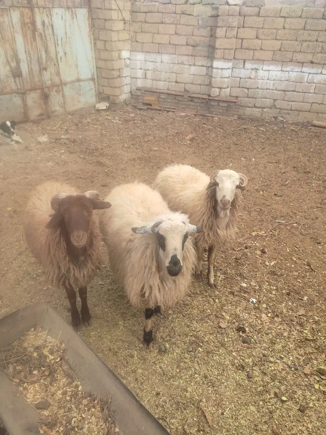 بره نر|حیوانات مزرعه|سامان, |دیوار