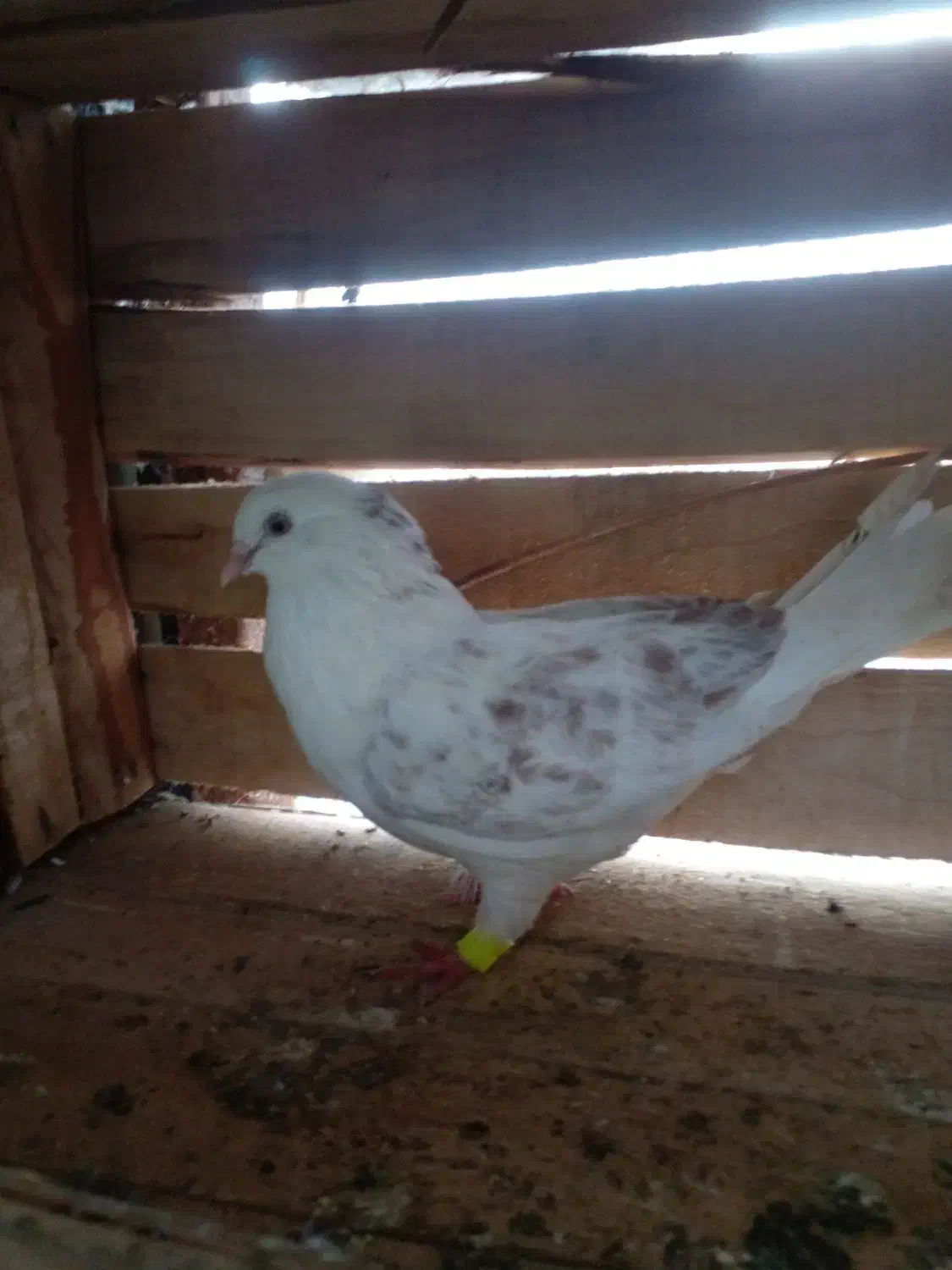 خرید فروش کبوتر و۰۰۰|پرنده|آستانه اشرفیه, |دیوار