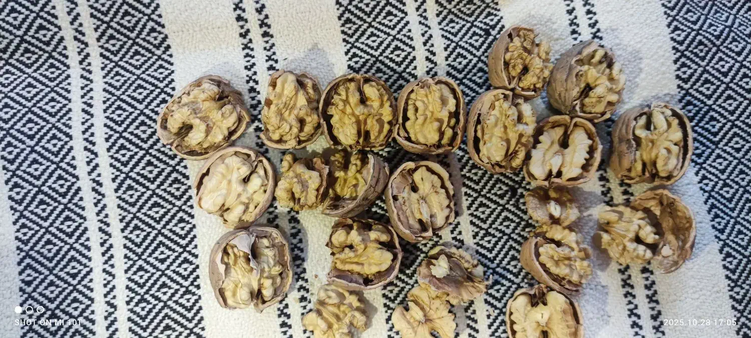 گردو کاغذی وتازه شماره تماس|خوردنی و آشامیدنی|سردشت, |دیوار