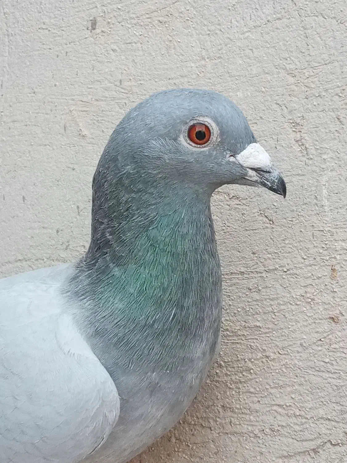 کفتر مسافتی|پرنده|کاشان, فین بزرگ|دیوار