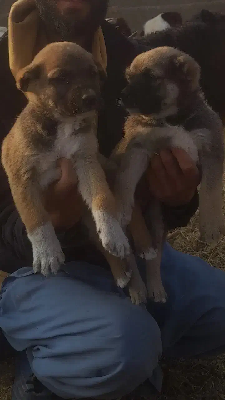 توله گله ای و نگهبان|سگ|تربت جام, معدآباد|دیوار