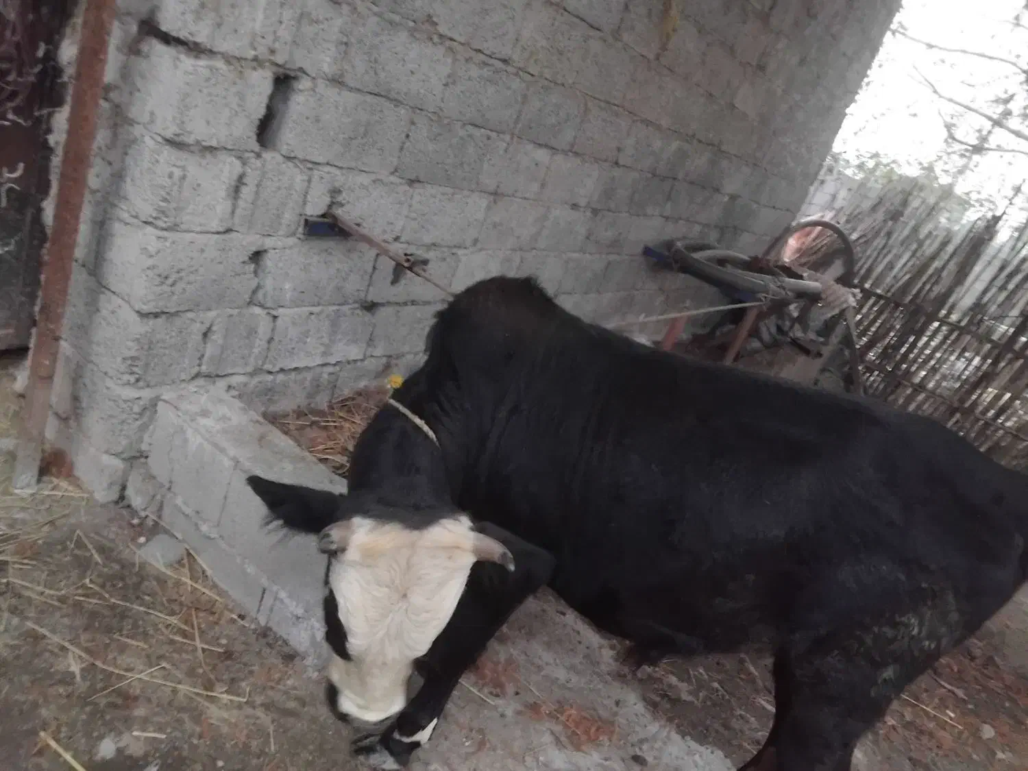 ورزاکوله|حیوانات مزرعه|رشت, لاکان شهر|دیوار