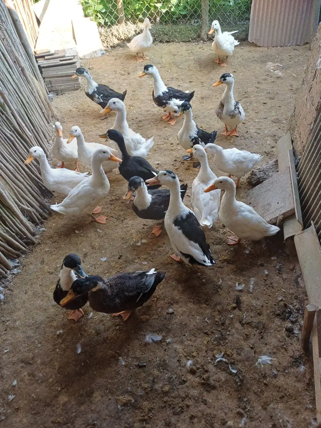 تعدادی اردک جوان|حیوانات مزرعه|طاهرگوراب, |دیوار